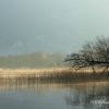 Roselière du matin